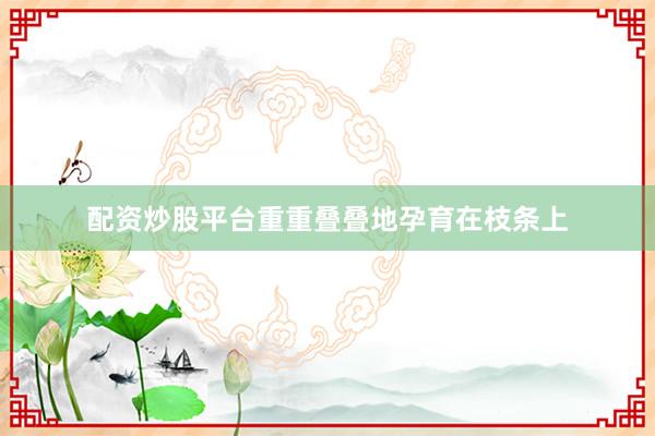 配资炒股平台重重叠叠地孕育在枝条上